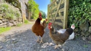 Chickens: Chickens