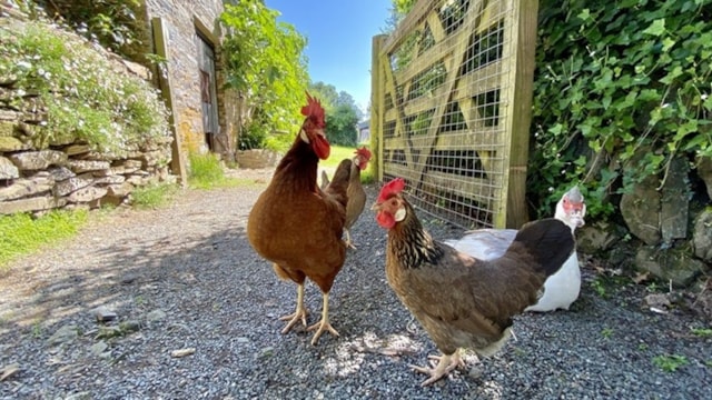 Chickens