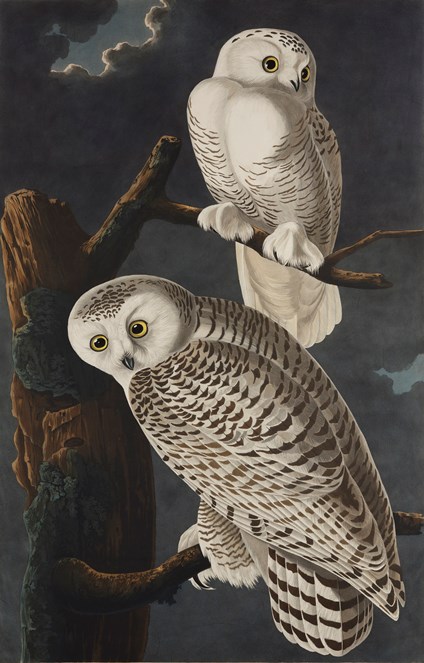 Print depicting Snowy Owls from Birds of America, by John James Audubon. Image © National Museums Scotland-2