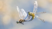 Linda Martin’s photograph of black-tailed skimmers at Longham Lake won the Wonderful Wildlife category in last year's competition. cropped: Linda Martin’s photograph of black-tailed skimmers at Longham Lake won the Wonderful Wildlife category in last year's competition. cropped