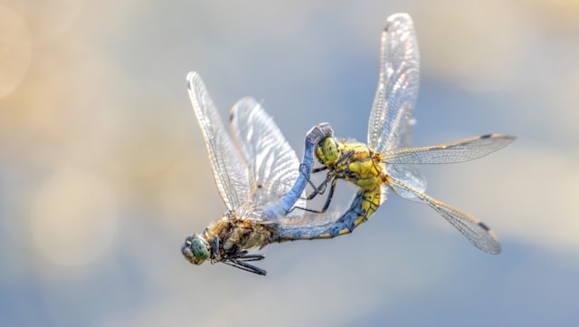 Linda Martin’s photograph of black-tailed skimmers at Longham Lake won the Wonderful Wildlife category in last year's competition. cropped