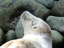 Grey seal on Isle of May: Free use. Please credit Scottish Natural Heritage (SNH).