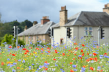 Upload Wildflowers-D6898 (DAMS Ref254915)