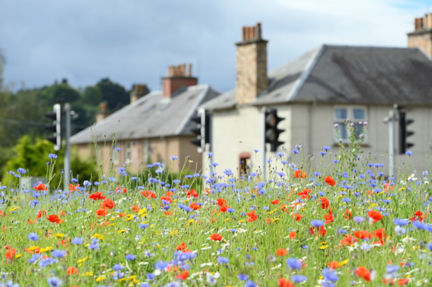 Upload Wildflowers-D6898 (DAMS Ref254915)