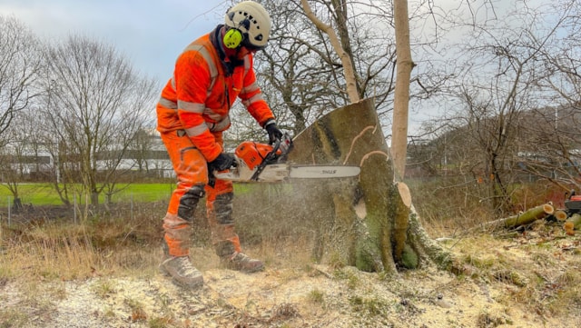 Network Rail begins project to clear trees from key rail routes: tree felling-5