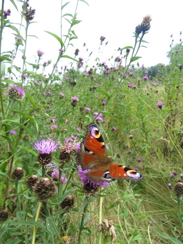 Peacock butterfly (Inachis io) Auchinlea park Glasgow 05.08.2014 Suzanne Burgess (2)