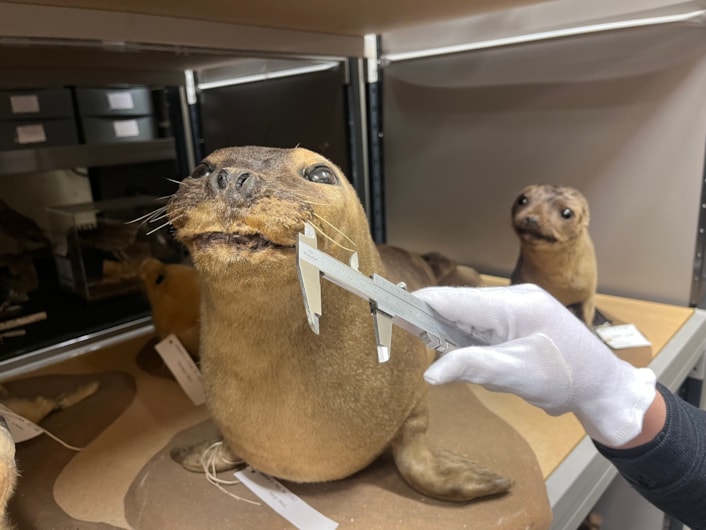 Hippo whiskers: Sarah Burhouse, Leeds Museums and Galleries' curator of natural sciences, looks at a stuffed harp seal, part of the vast taxidermy collection at the Leeds Discovery Centre.