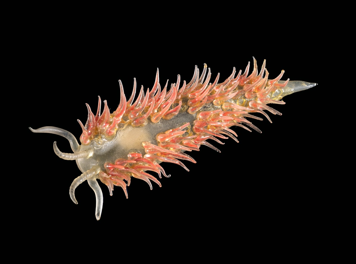 Blaschka glass model of sea slug - by permission of Amgueddfa Cymru - Museum Wales