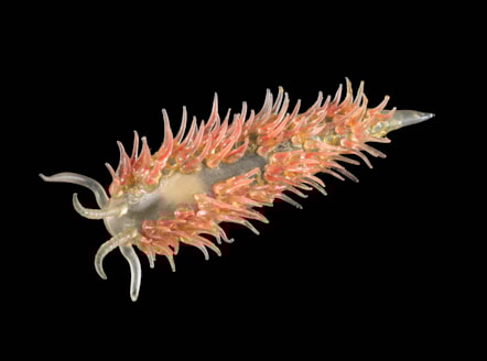 Blaschka glass model of sea slug - by permission of Amgueddfa Cymru - Museum Wales