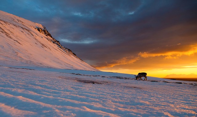 Reindeer eating lichens on a snowy landscape under twilight in Svalbard, Norway: Reindeer eating lichens on a snowy landscape under twilight in Svalbard, Norway. Photo credit to Espen Bergersen. Email: espen@naturgalleriet.no