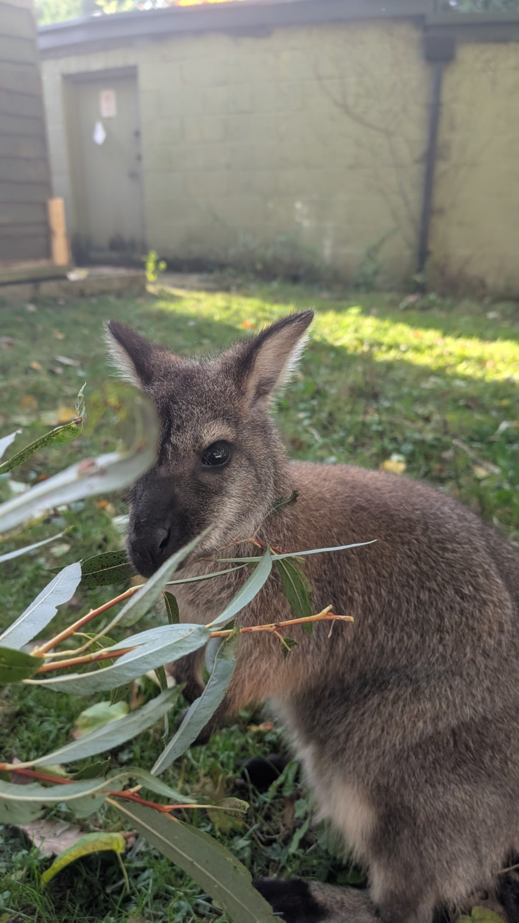 Wallabies at Lotherton: Wallabies are a type of marsupial often mistaken for kangaroos.