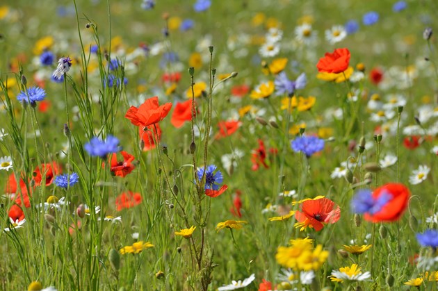Dunbartonshire biodiversity project awarded £157k Nature Fund cash: Wildflowers-©Lorne Gill