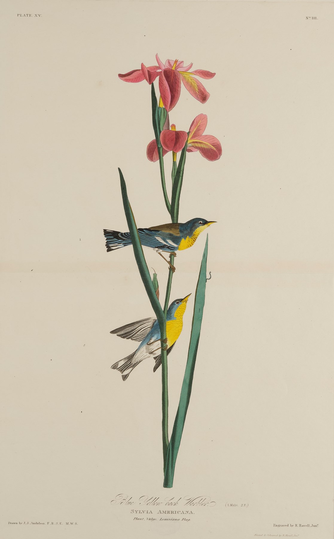 Print depicting Blue Yellow back Warblers from Birds of America, by John James Audubon. Image © National Museums Scotland