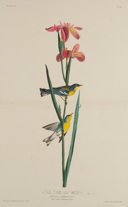 Print depicting Blue Yellow back Warblers from Birds of America, by John James Audubon. Image © National Museums Scotland