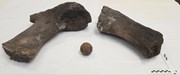 Whale bones and cannonball discovered.: Sperm whale matching radius and ulna bones and cannonball which is thought could date back to 17th century