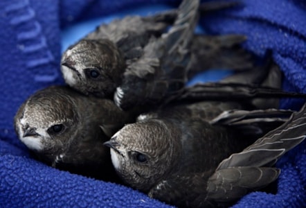 Swift Chicks