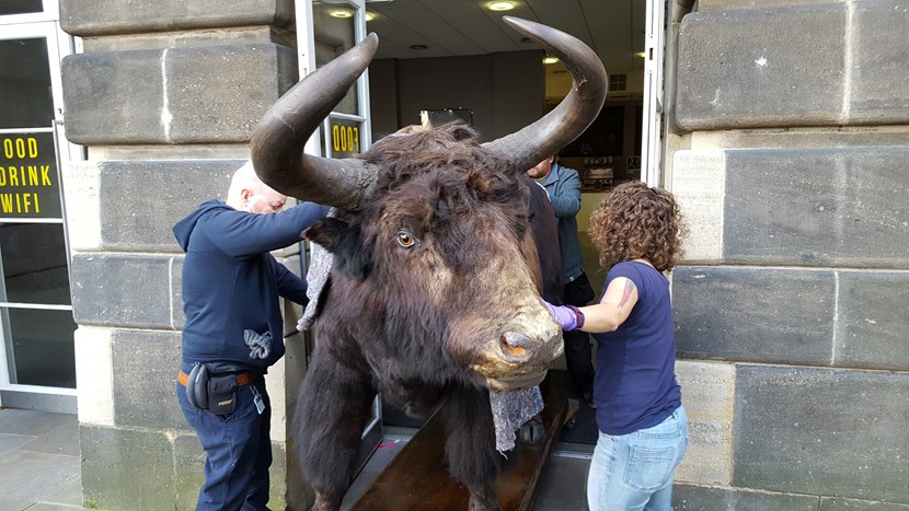 Hit the road, yak as museum’s 160-year-old giant gets out and about: 20161107-095412.jpg