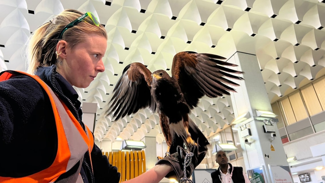 London Euston station’s newest recruit ruffles pigeon feathers: Oscar the hawk at Euston