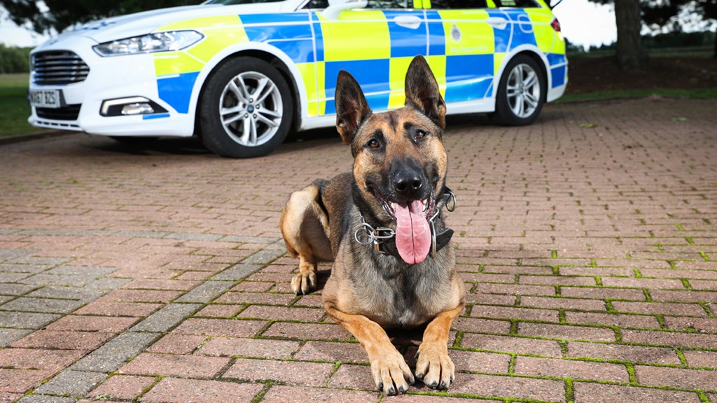 Police dog