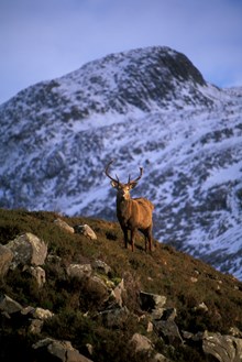 Red deer stag on knoll: Winter. Red deer stags on knoll with Creag Dhubh behind, Glen Torridon. (file ref. K33-27). 2001/02.
© John MacPherson/SNH
For information on reproduction rights contact the Scottish Natural Heritage Image Library on Tel. 01738 444177 or www.snh.gov.uk