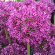 Allium Purple Sensation - Please credit Taylors Bulbs: Allium Purple Sensation - Please credit Taylors Bulbs