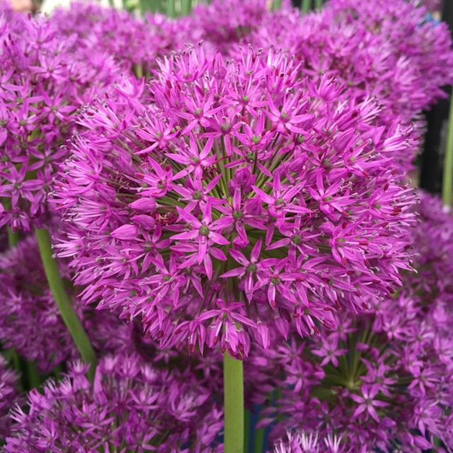 Allium Purple Sensation - Please credit Taylors Bulbs