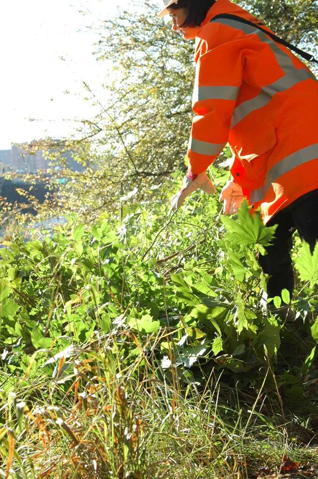 Overgrown vegetation make way for rare plants: conservation work at avon gorge