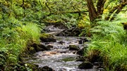 Barnaline - in Scotland's Rainforest: Credit FLS
