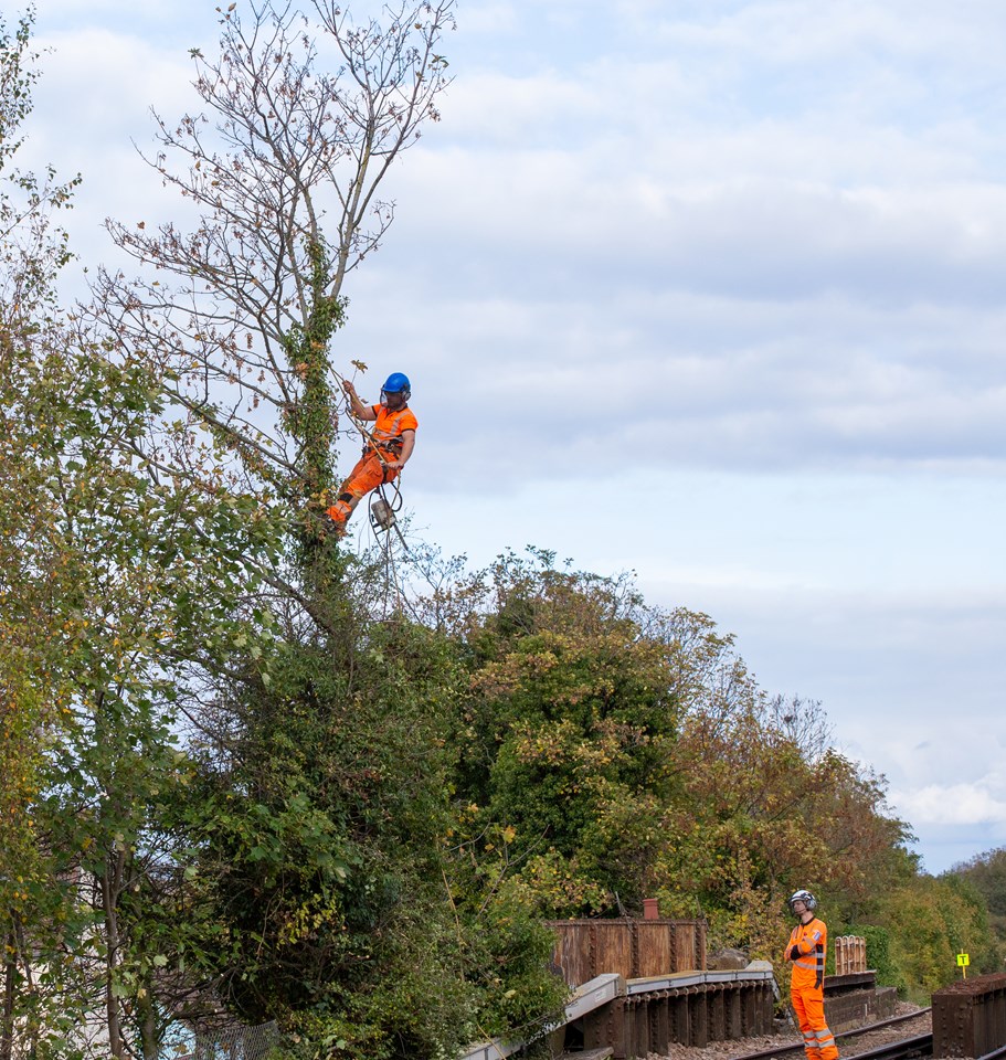 tree cutting - Whitstable: Tackling a tree just off Whitstable High Street (note tree climbers do not wear gloves so they can adjust the ropes on their harnesses)