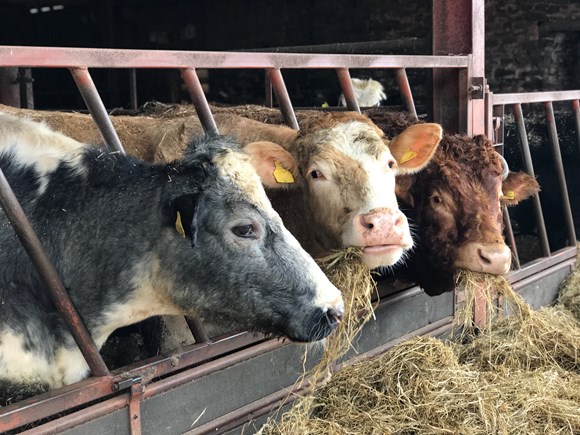FUW urges vigilance as Bluetongue virus identified in England: Beef cattle stock image