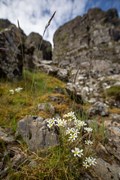 Mossy Saxifrage - Ben Porter (1)