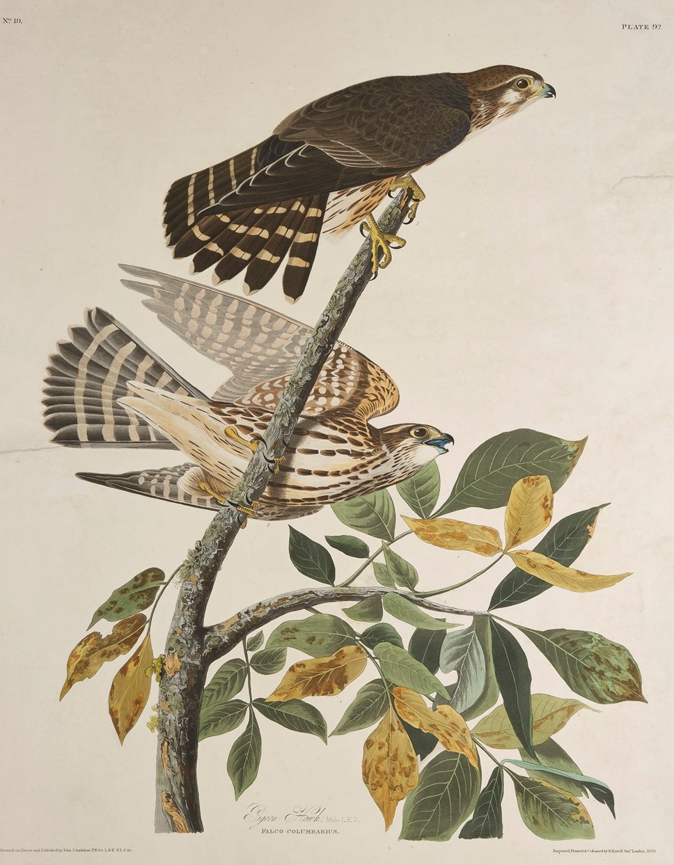 Print depicting Pigeon Hawks from Birds of America, by John James ...
