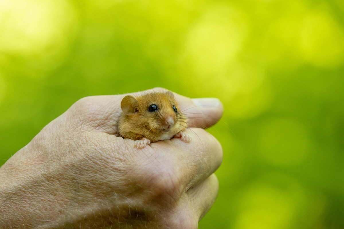 dormouse in hand