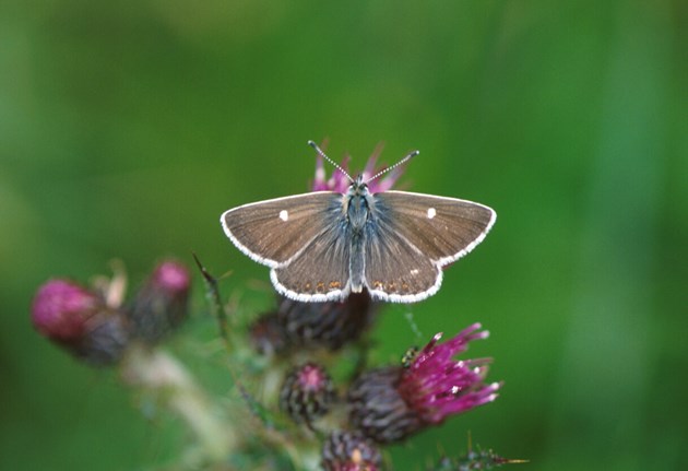 Species on the Edge project - North Brown Argus butterfly - credit Jim Asher