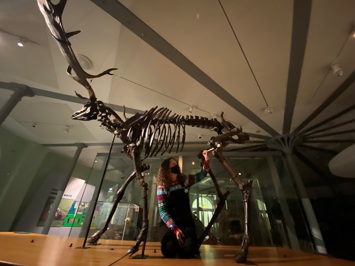 Giant deer: Rebecca Machin. Leeds Museums and Galleries' curator of natural sciences, cleans the giant Ice Age deer at Leeds City Museum.