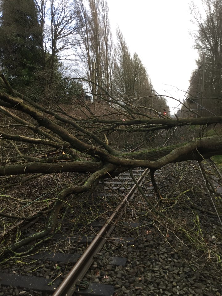 Tree on overhead lines at Four Ashes 2