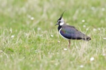 Lapwing-D0509 JPG 3000px - Press release m234002