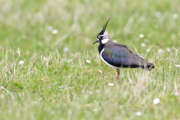 Lapwing-D0509 JPG 3000px - Press release m234002