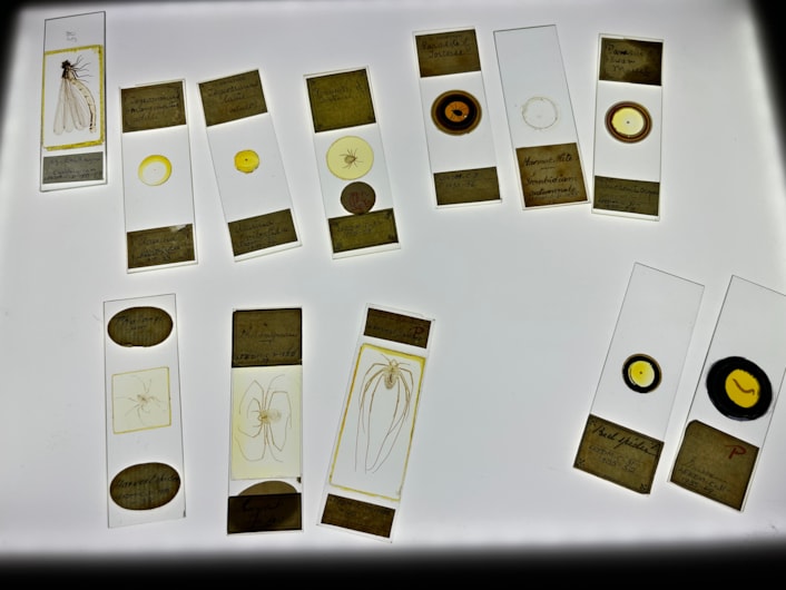 Microscope slides: The collection also includes slides containing spiders and insects from around the world, carefully preserved more than a century ago.