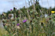 TfL Image - Marbled White Butterfly (2): TfL Image - Marbled White Butterfly (2)