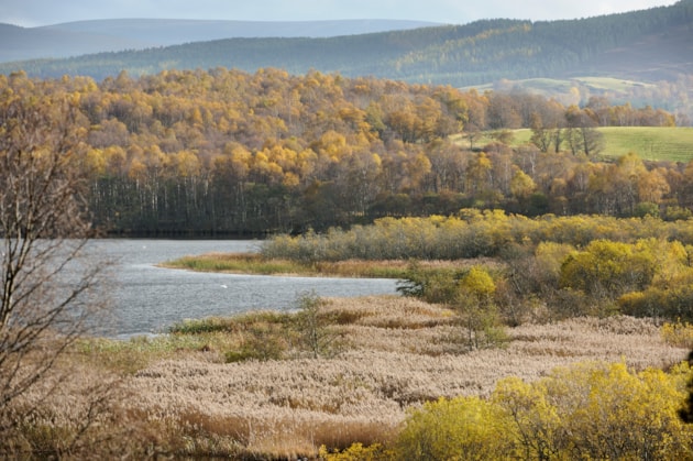 Muir of Dinnet NNR ©Lorne Gill/NatureScot