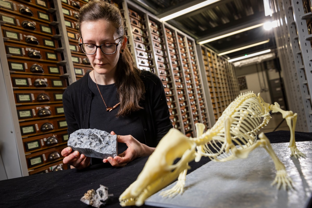 National Museums Scotland's Dr Elsa Panciroli examines two krusatodon kirtlingtonensis fossils. Photo (c) Duncan Mc Glynn (4)