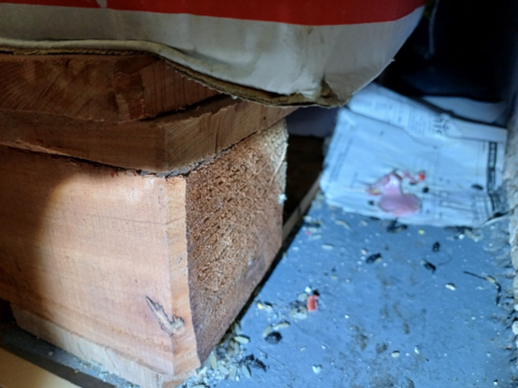 Rat droppings under food products