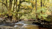 Barnaline in Scotland's Rainforest: Credit FLS