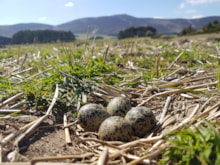 Lapwing nest by Marlies Nicolai: Four eggs in a lapwing nest on the ground. Image credit Marlies Nicolai.