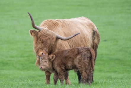 Highland calves Maisie and Ishbel at the National Museum of Rural Life. Photo © Chris James (4)-2