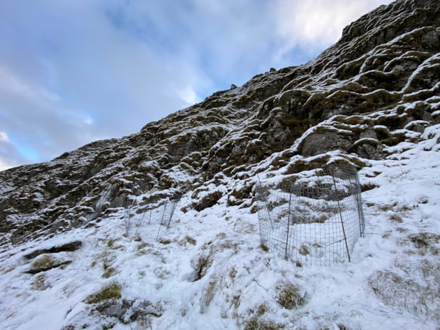 Small exclosures in place, ready for spring planting ©Natalie Ward/NatureScot