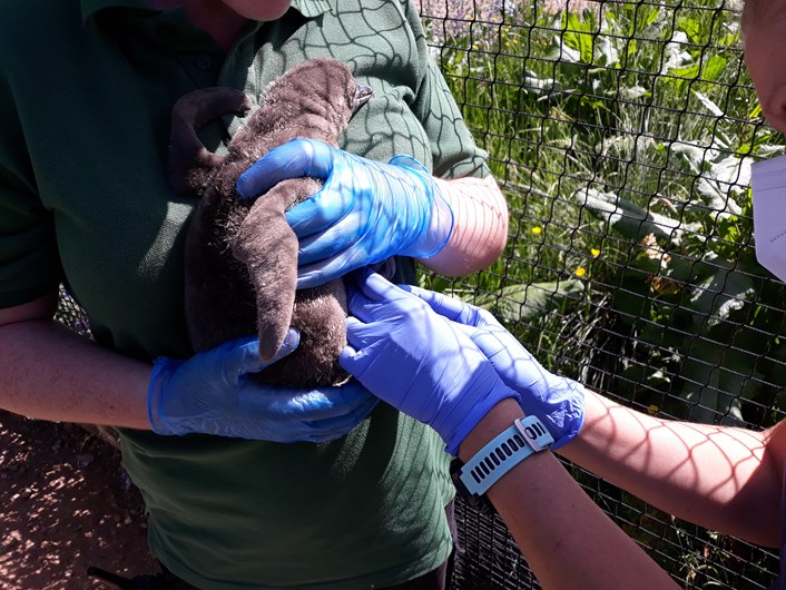 Lotherton penguin chicks: The penguin chicks at Lotherton when they were just a few weeks old after hatching during lockdown,