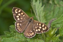 Speckled wood by Keith Warmington / Butterfly Conservation