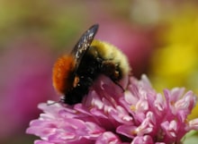 Shetland Bumblebee, Bombus muscorum agricolae, Dave Goulson: Shetland Bumblebee, Bombus muscorum agricolae, Dave Goulson